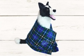 tartan_blanket_dog